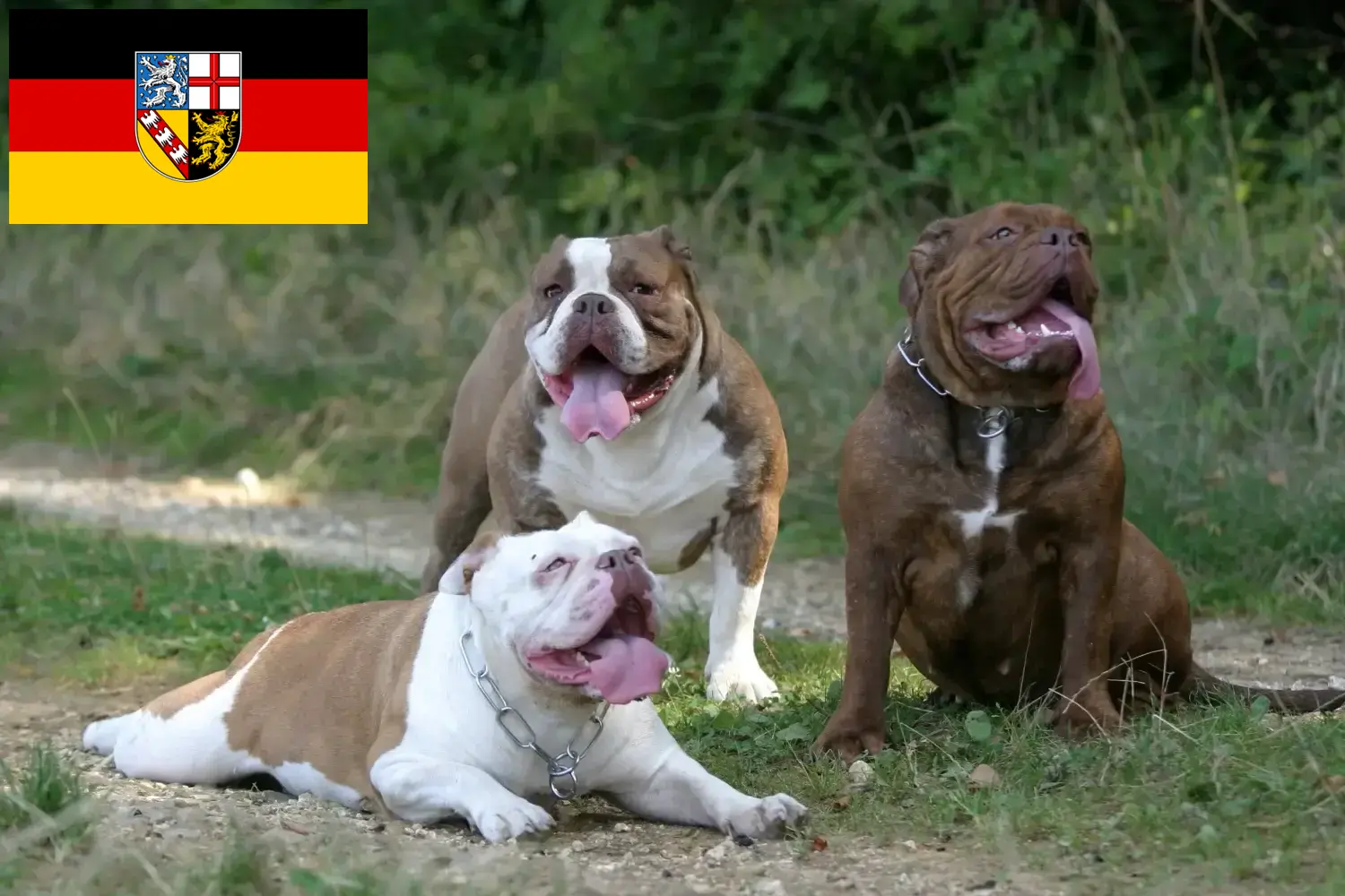 Read more about the article Olde English Bulldog breeder and puppies in Saarland