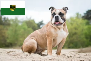 Read more about the article Olde English Bulldog breeders and puppies in Saxony