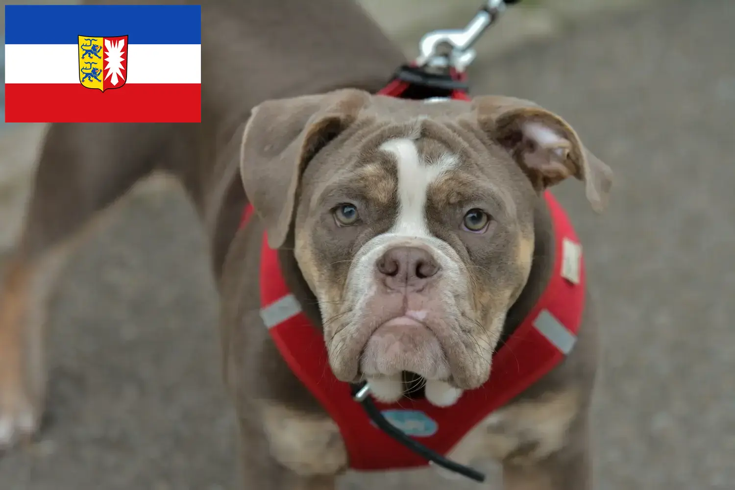 Read more about the article Olde English Bulldog breeders and puppies in Schleswig-Holstein