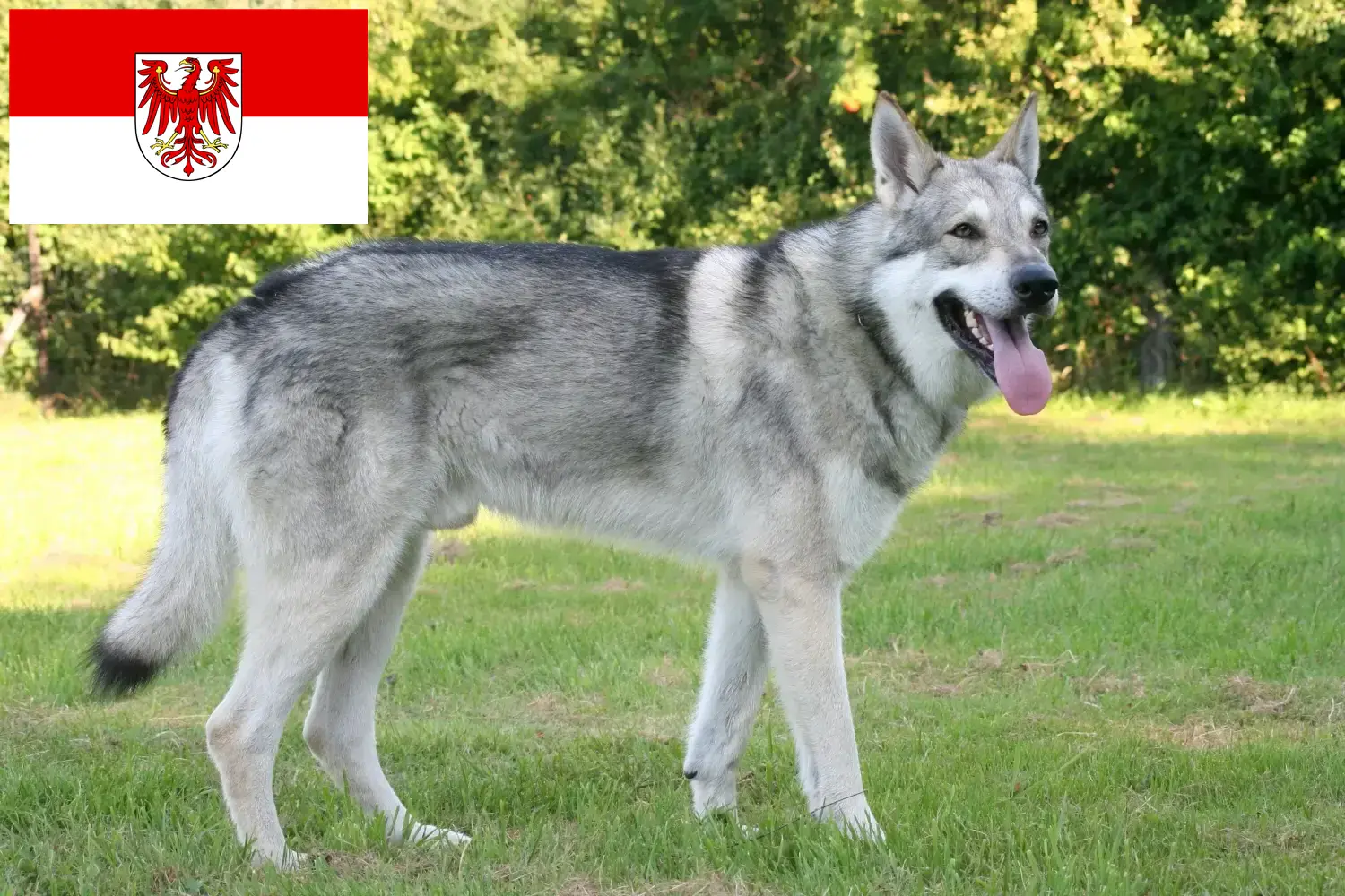 Read more about the article Saarloos wolfdog breeders and puppies in Brandenburg