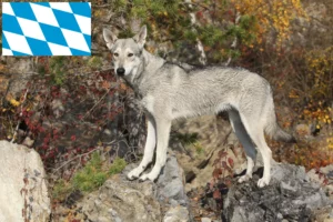 Read more about the article Saarloos Wolfhound breeders and puppies in Bavaria