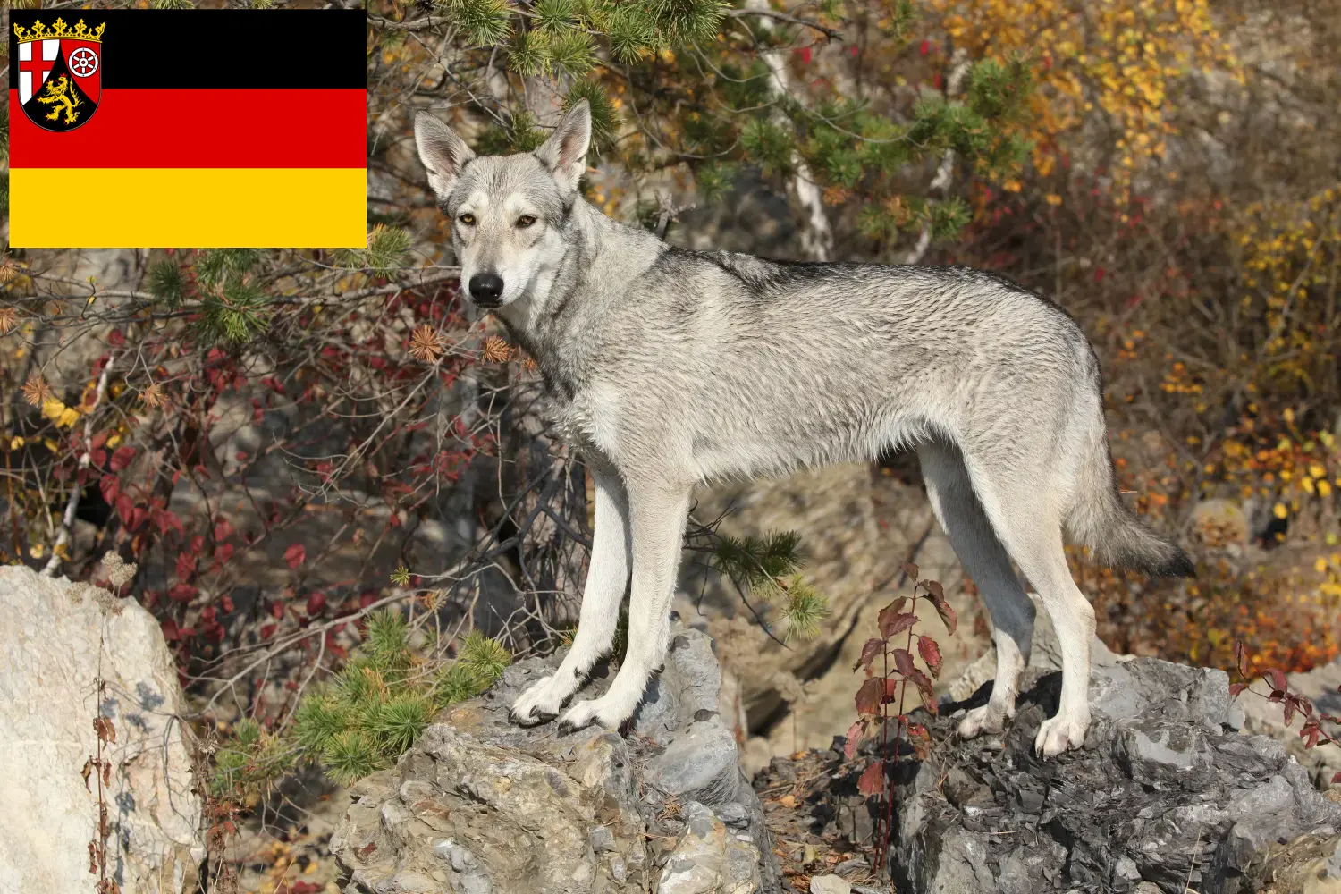 Read more about the article Saarloos Wolfhound breeders and puppies in Rhineland-Palatinate