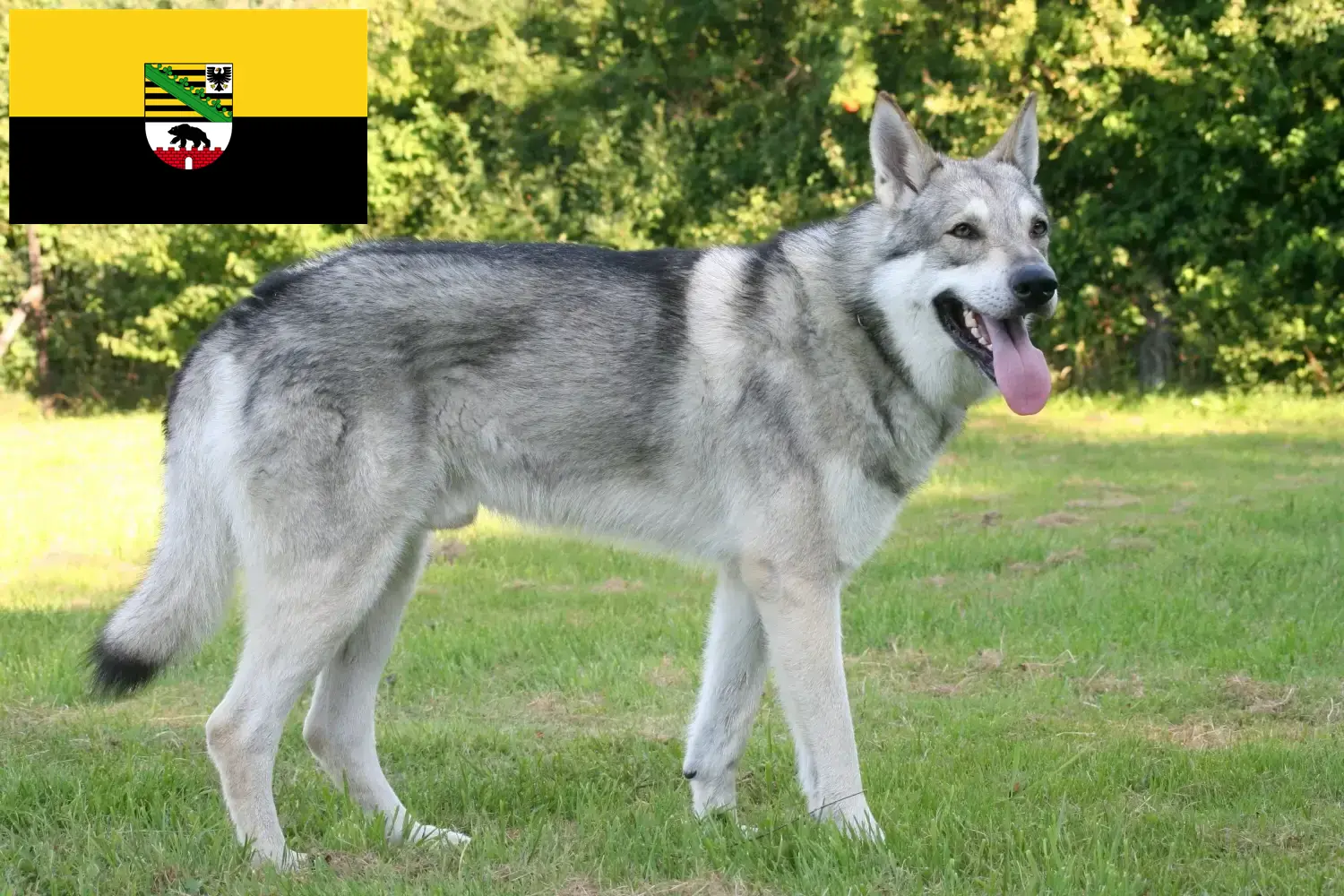 Read more about the article Saarloos wolfdog breeders and puppies in Saxony-Anhalt