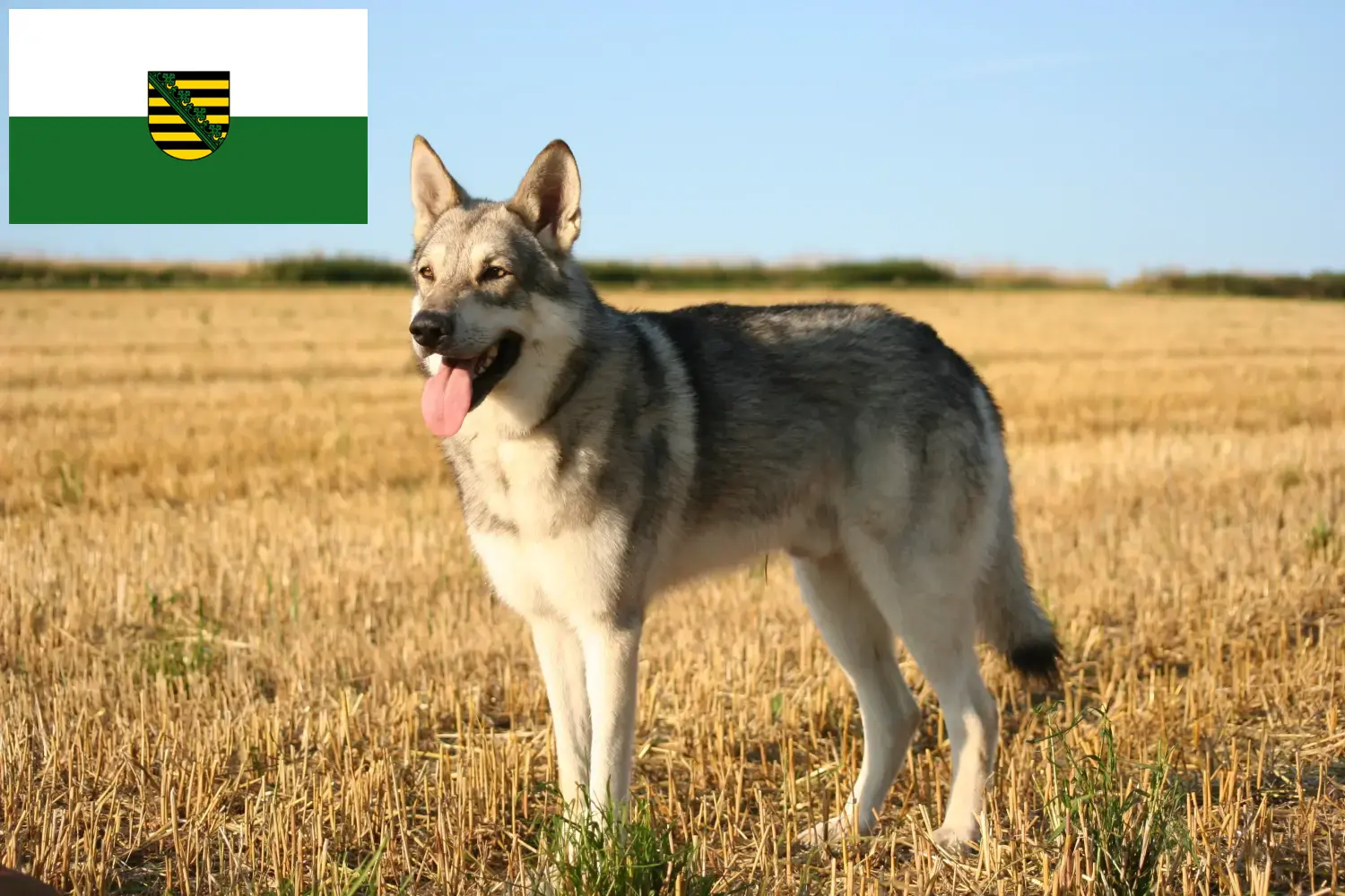 Read more about the article Saarloos Wolfdog breeders and puppies in Saxony