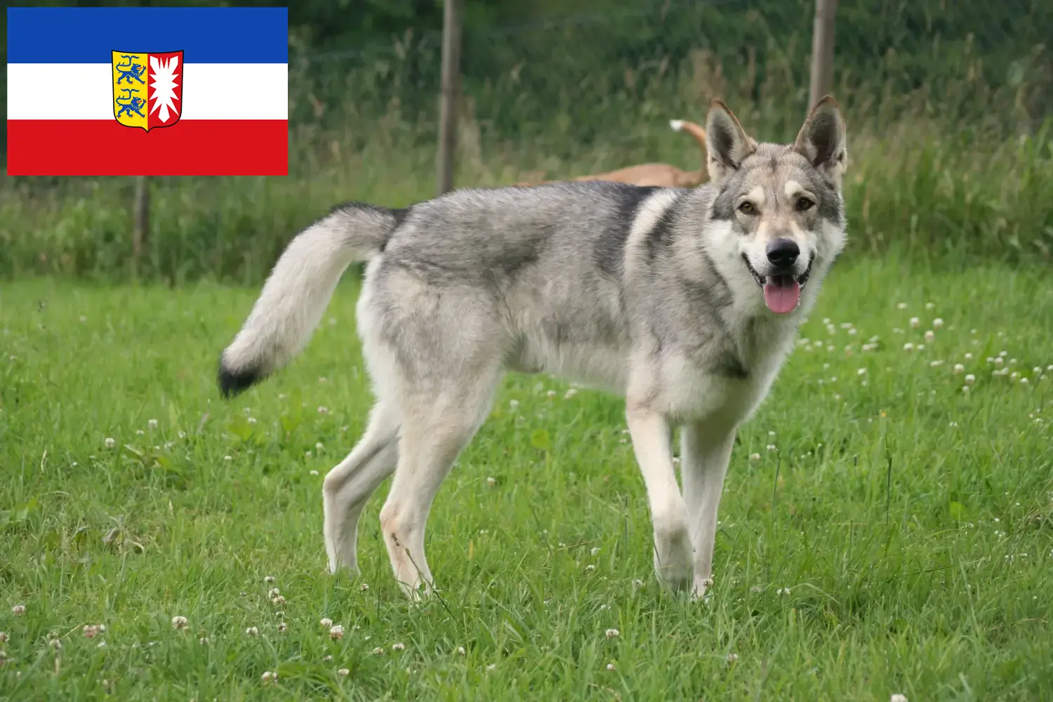 Read more about the article Saarloos Wolfhound breeders and puppies in Schleswig-Holstein