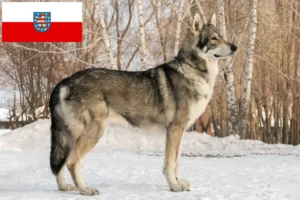 Read more about the article Saarloos wolfdog breeders and puppies in Thuringia