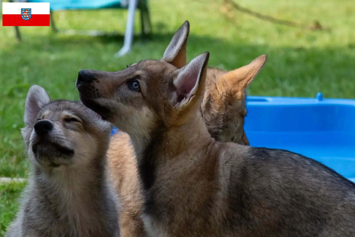 Read more about the article Sylvan Companion Dog breeders and puppies in Thuringia