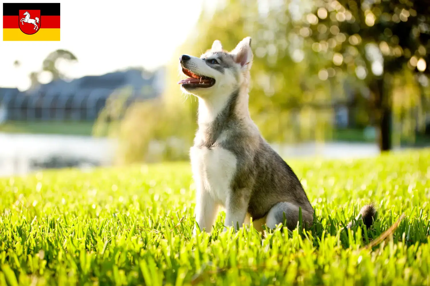 Read more about the article Alaskan Klee Kai breeder and puppies in Lower Saxony