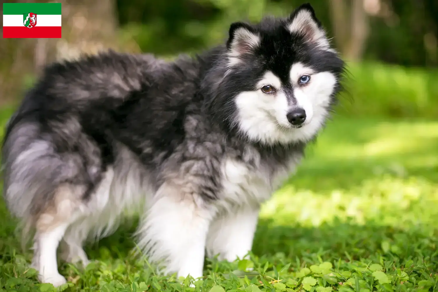 Read more about the article Alaskan Klee Kai breeders and puppies in North Rhine-Westphalia