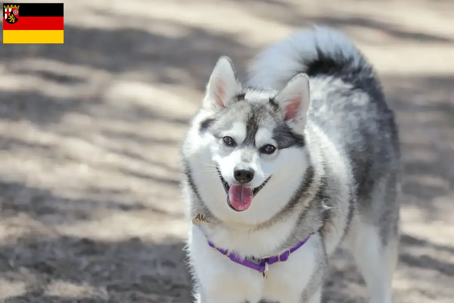 Read more about the article Alaskan Klee Kai breeders and puppies in Rhineland-Palatinate