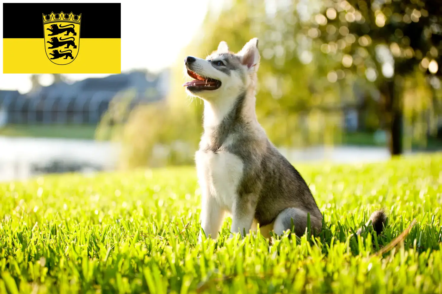 Read more about the article Alaskan Klee Kai breeders and puppies in Baden-Württemberg