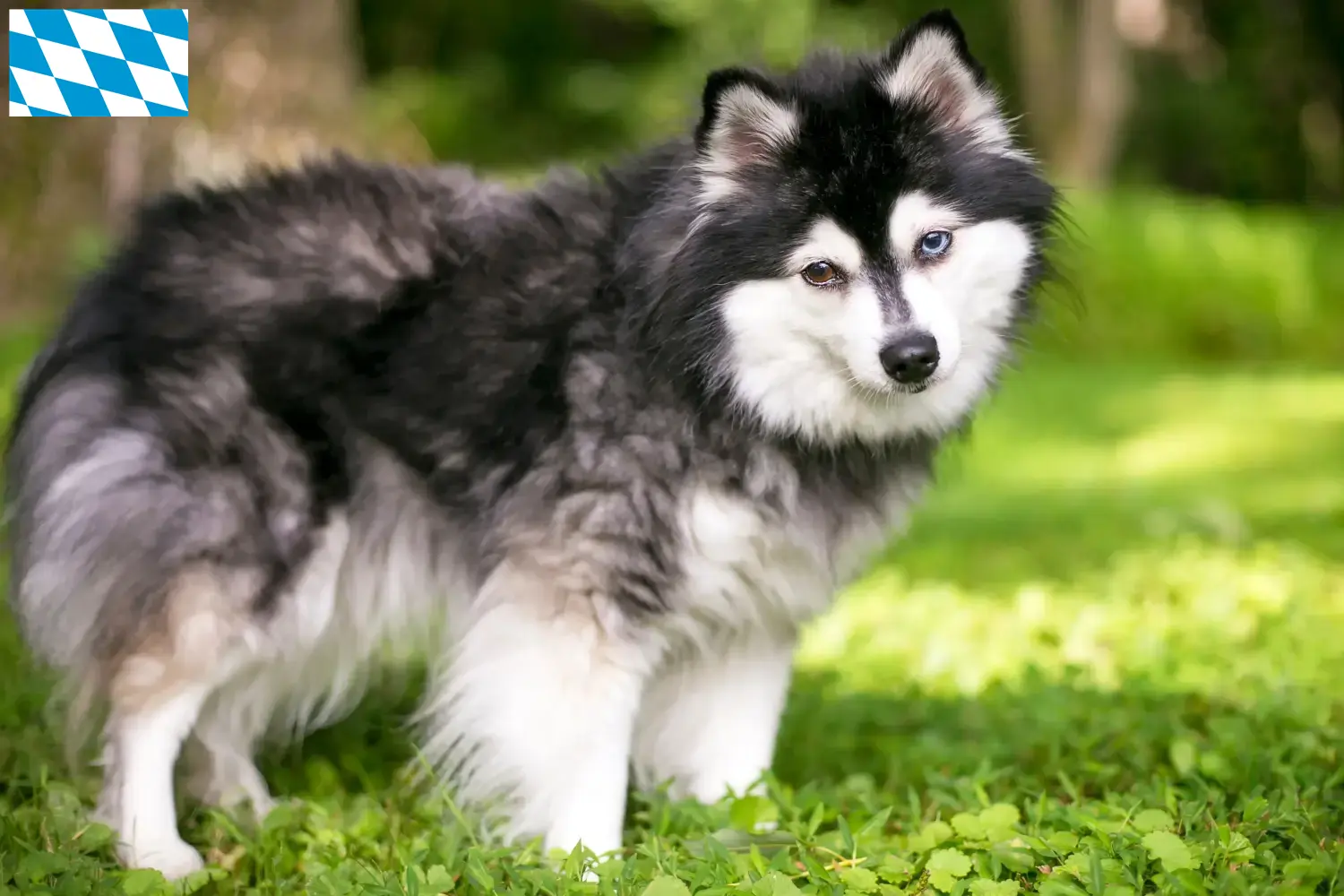 Read more about the article Alaskan Klee Kai breeder and puppies in Bavaria