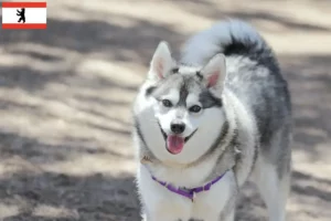 Read more about the article Alaskan Klee Kai breeder and puppies in Berlin