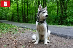 Read more about the article Alaskan Klee Kai breeder and puppies in Hamburg