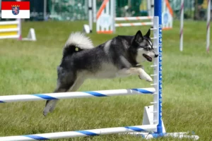 Read more about the article Alaskan Klee Kai breeder and puppies in Hessen