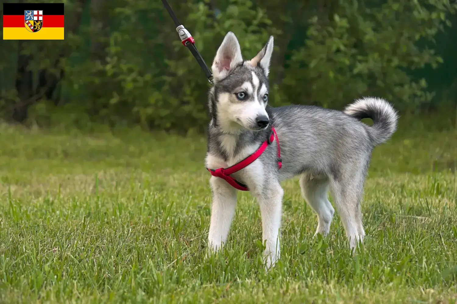 Read more about the article Alaskan Klee Kai breeder and puppies in Saarland