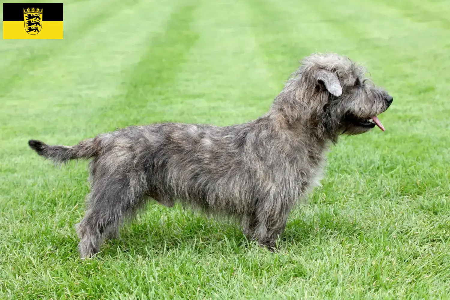 Read more about the article Irish Glen of Imaal Terrier breeders and puppies in Baden-Württemberg