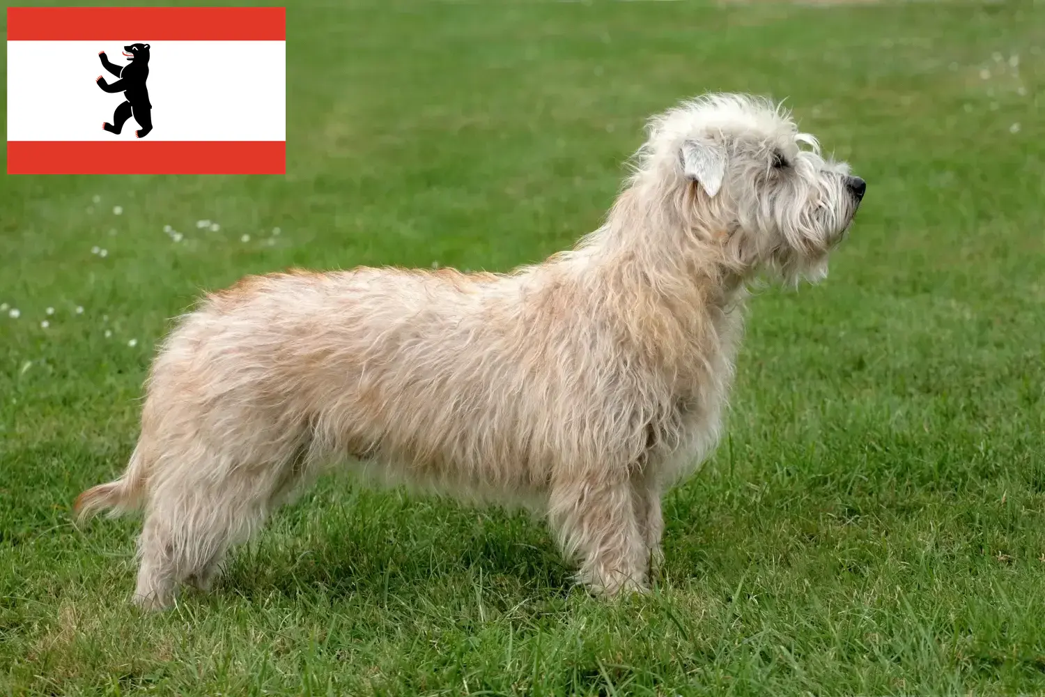 Read more about the article Irish Glen of Imaal Terrier breeders and puppies in Berlin