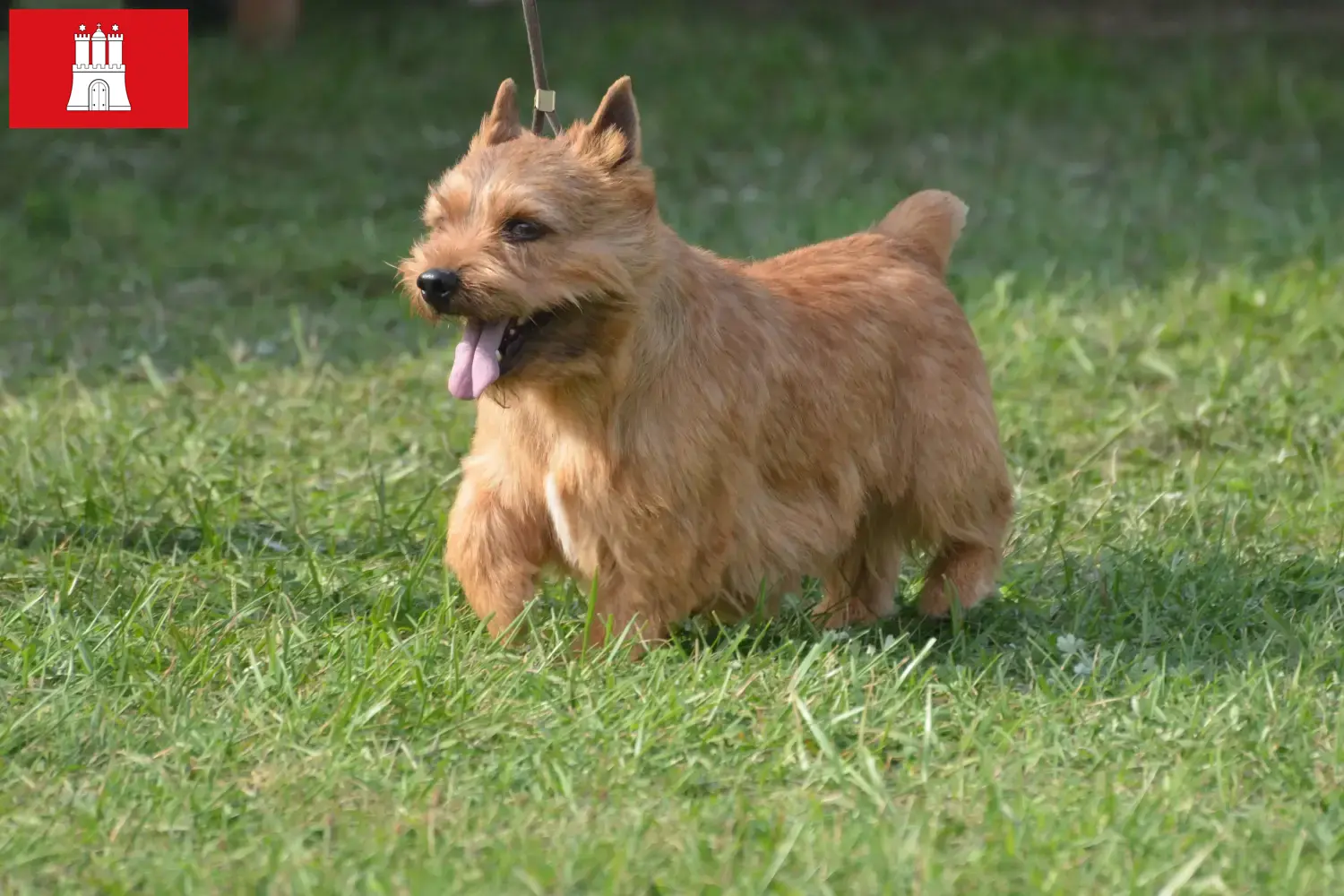 Read more about the article Irish Glen of Imaal Terrier breeders and puppies in Hamburg