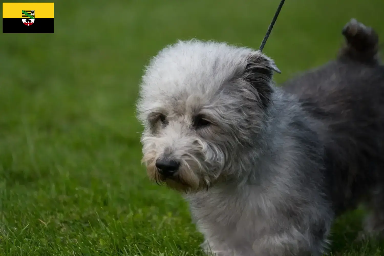 Read more about the article Irish Glen of Imaal Terrier breeders and puppies in Saxony-Anhalt