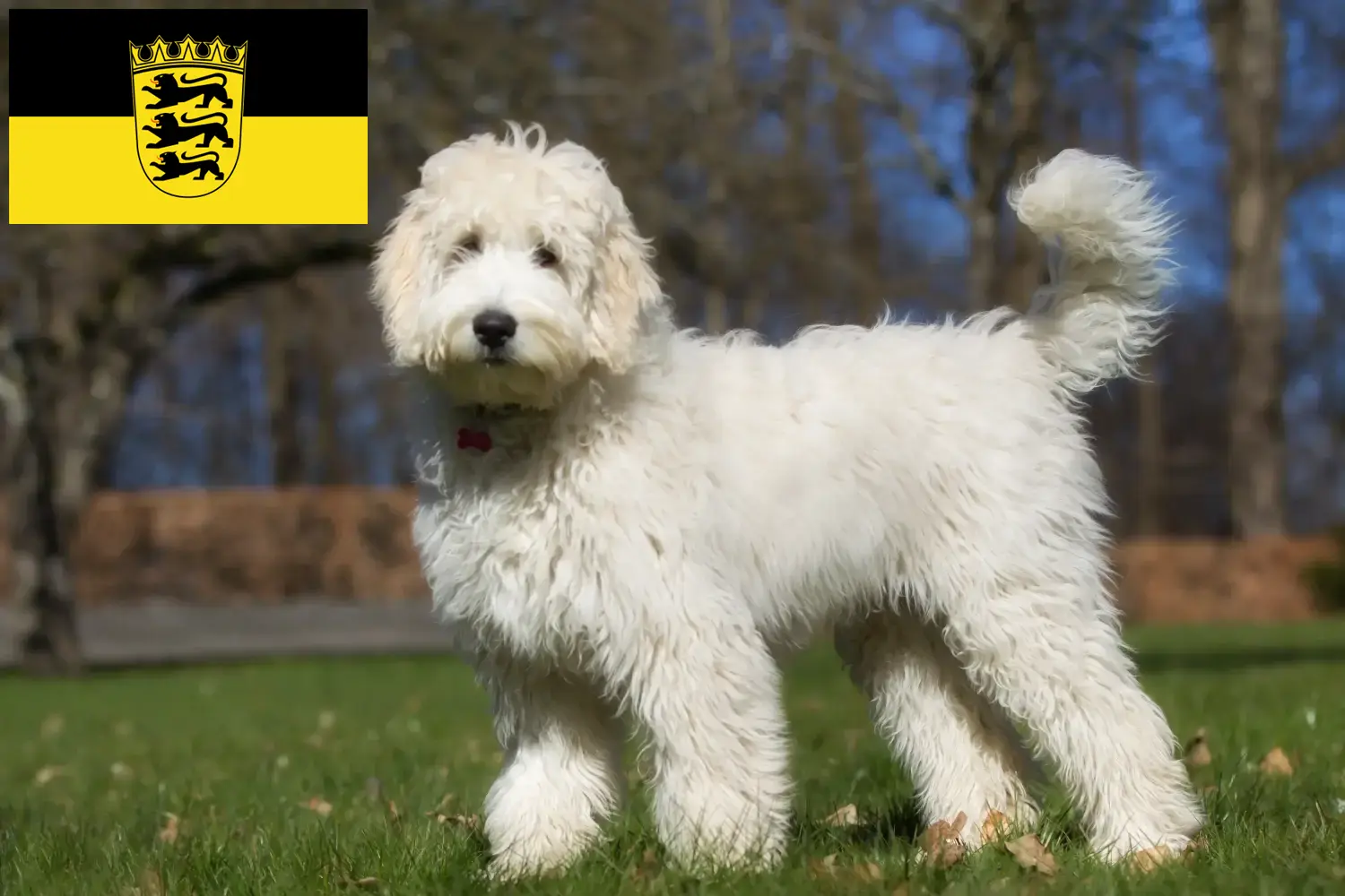 Read more about the article Labradoodle breeders and puppies in Baden-Württemberg