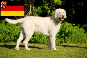 Read more about the article Labradoodle breeders and puppies in Rhineland-Palatinate