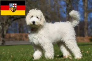 Read more about the article Labradoodle breeders and puppies in Saarland