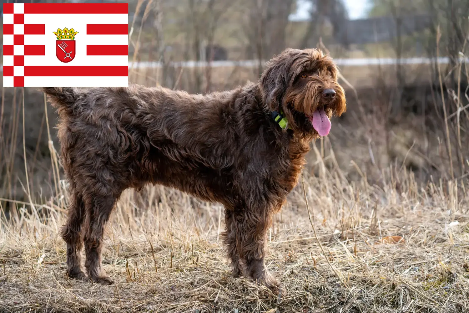 Read more about the article Pudelpointer breeders and puppies in Bremen