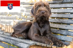 Read more about the article Pudelpointer breeders and puppies in Hessen