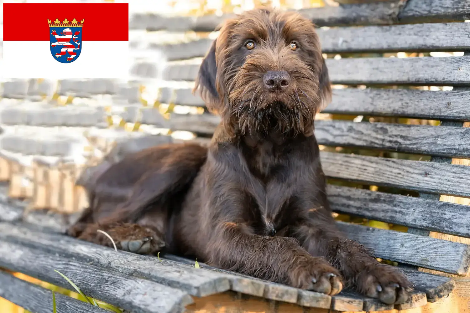 Read more about the article Pudelpointer breeders and puppies in Hessen