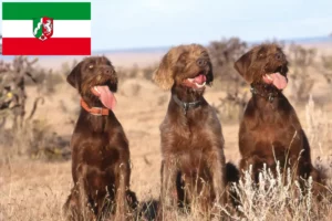 Read more about the article Pudelpointer breeders and puppies in North Rhine-Westphalia