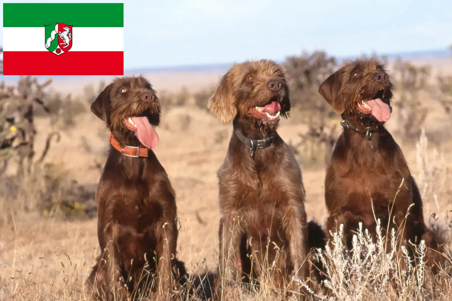 Read more about the article Pudelpointer breeders and puppies in North Rhine-Westphalia