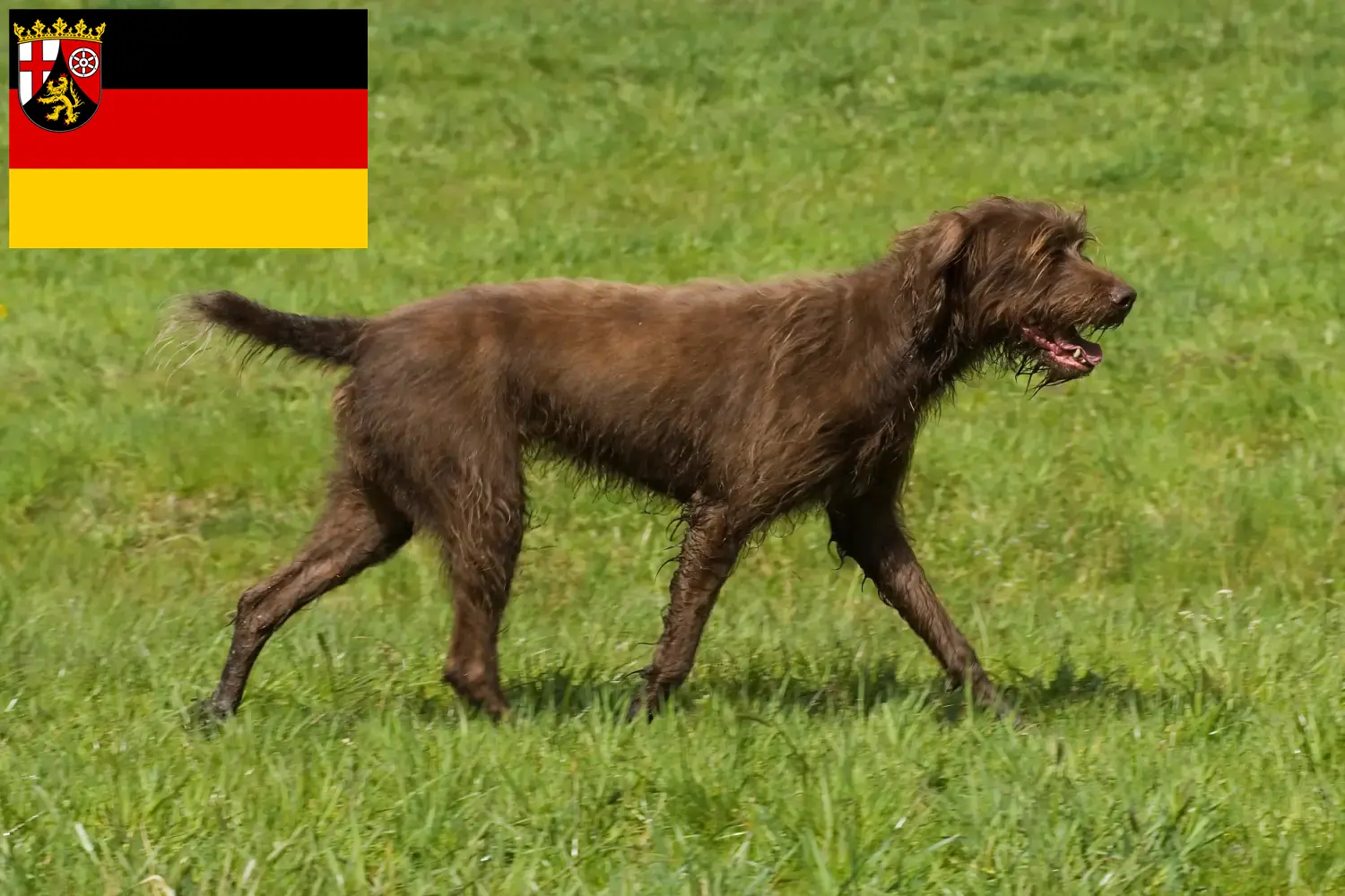 Read more about the article Pudelpointer breeders and puppies in Rhineland-Palatinate