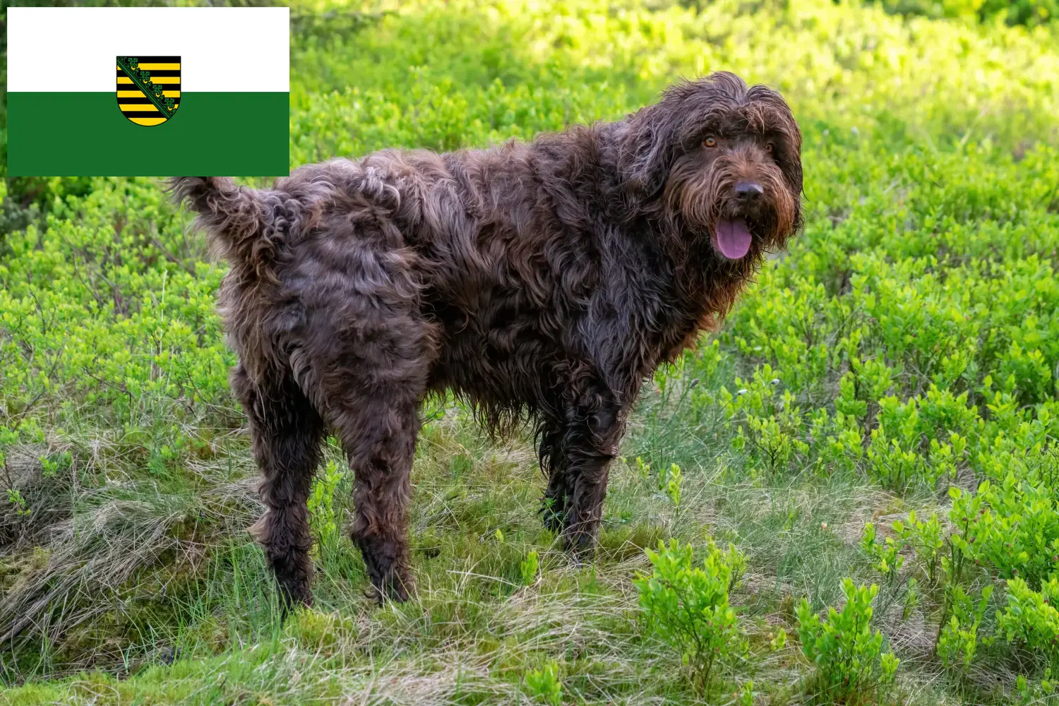 Read more about the article Pudelpointer breeders and puppies in Saxony