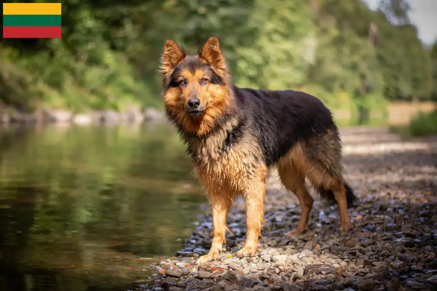 Read more about the article Chodský pes breeders and puppies in Lithuania