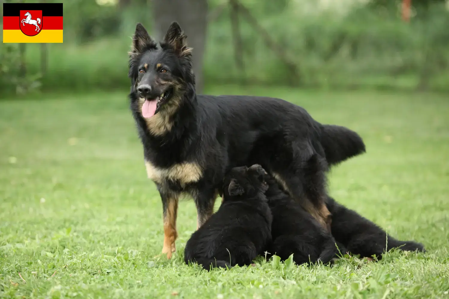 Read more about the article Chodský pes breeders and puppies in Lower Saxony