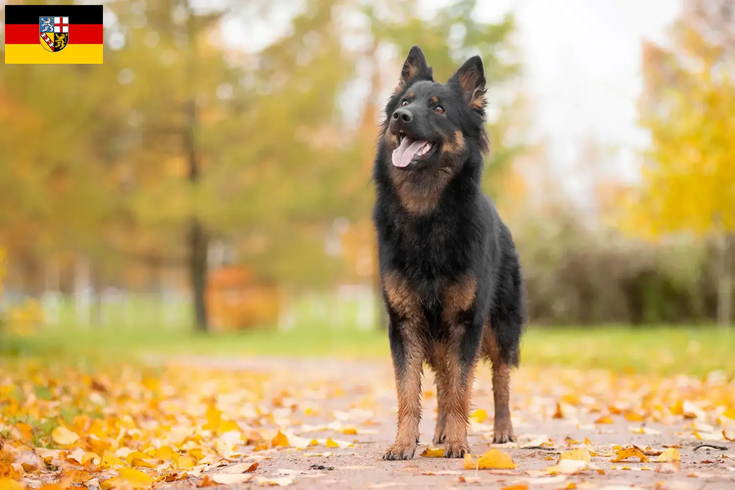 Read more about the article Chodský pes breeders and puppies in Saarland