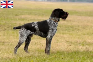 Read more about the article German Wirehair breeders and puppies in Great Britain