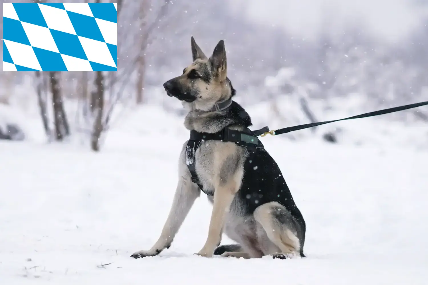 Read more about the article Eastern European Shepherd Dog Breeder and Puppies in Bavaria