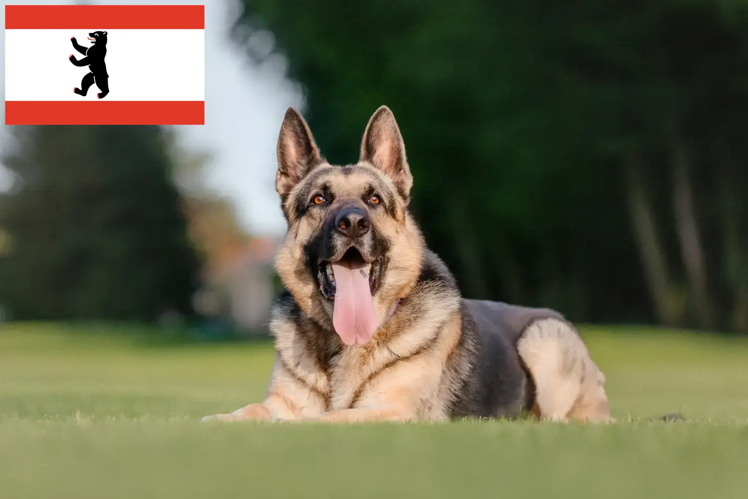 Read more about the article Eastern European Shepherd Dog Breeder and Puppies in Berlin