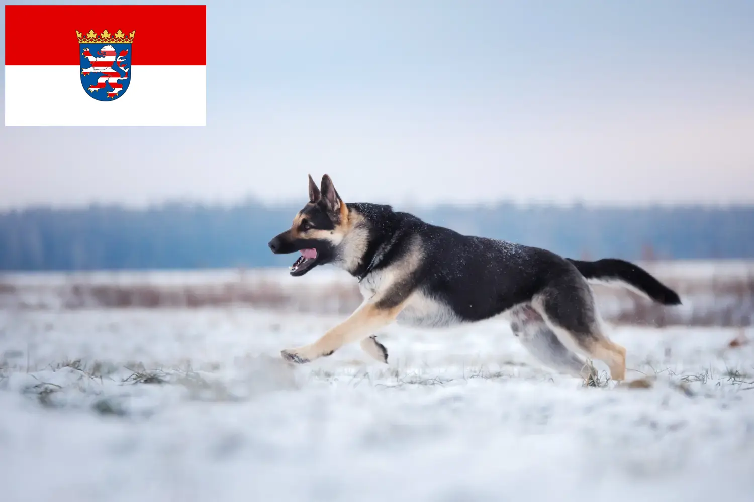 Read more about the article Eastern European Shepherd Dog Breeder and Puppies in Hesse