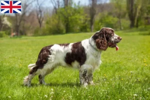 Read more about the article English Springer Spaniel breeders and puppies in Great Britain