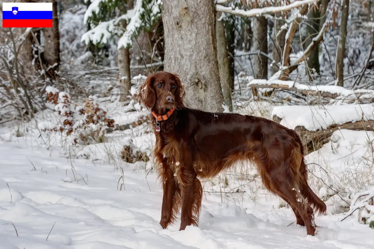 Read more about the article Irish Red Setter breeders and puppies in Slovenia