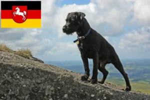 Read more about the article Patterdale Terrier breeders and puppies in Lower Saxony