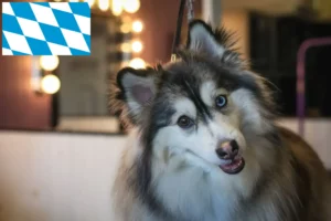 Read more about the article Pomsky breeders and puppies in Bavaria