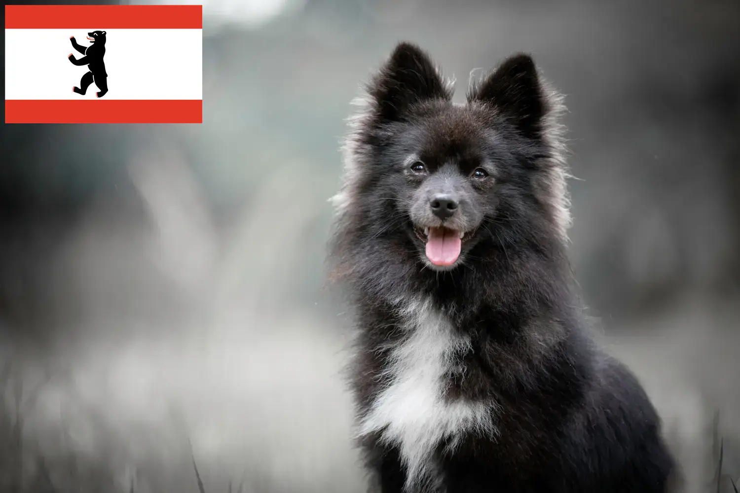 Read more about the article Pomsky breeders and puppies in Berlin