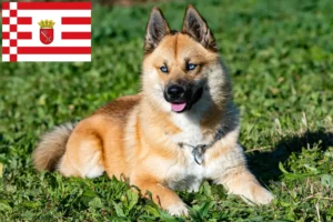 Read more about the article Pomsky breeders and puppies in Bremen