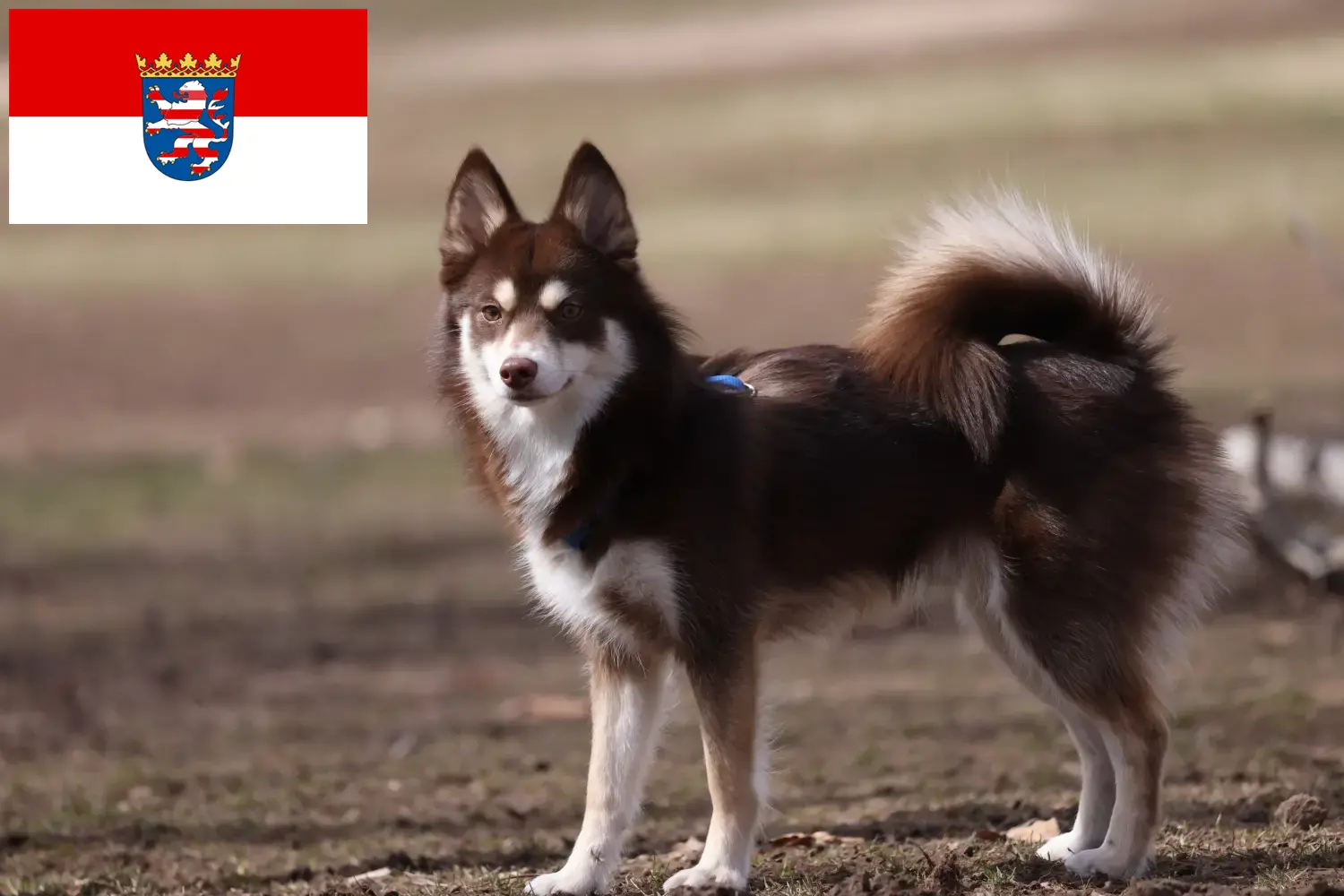 Read more about the article Pomsky breeders and puppies in Hessen