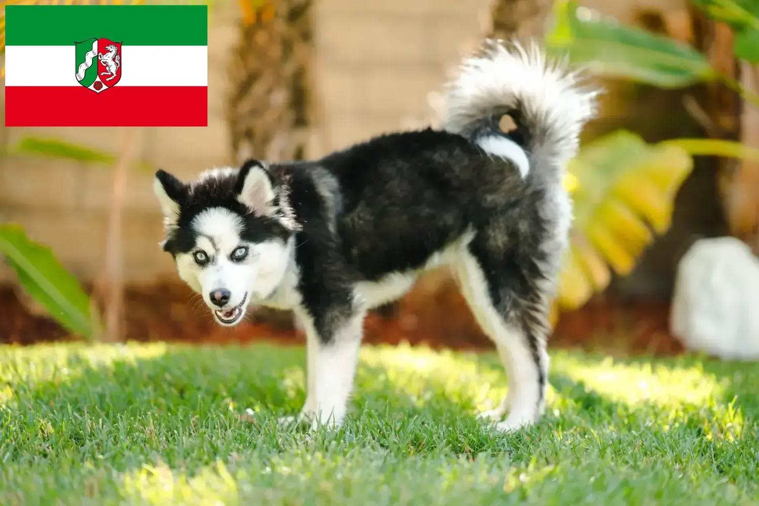 Read more about the article Pomsky breeders and puppies in North Rhine-Westphalia