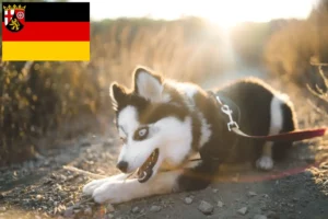 Read more about the article Pomsky breeders and puppies in Rhineland-Palatinate